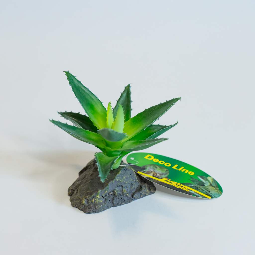 Lucky Reptile Agave, klein